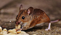 24 Hour & Emergency Exterminators in City Hall, CA